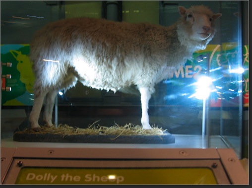 Dolly the sheep