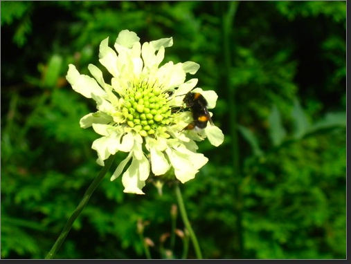 Bee on a flower