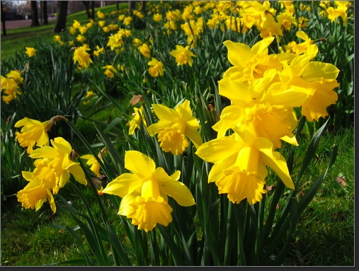 daffodil glasgow green