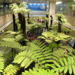 Fern Forrest