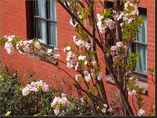 Spring blossoms